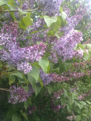 Fliederfrühling in St. Marx