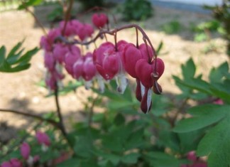 Das Brautkleid meiner Urgroßmutter
