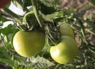 Den Paradeisern* unanständige Witze erzählen