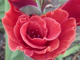 Durch die Blume – zahlt sich das aus?