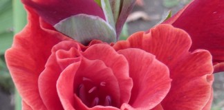 Durch die Blume – zahlt sich das aus?