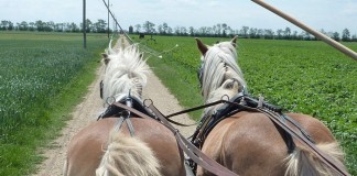 Die wackeln mit`n Popo – Kutschenfahrt in St.Andrä am Zicksee