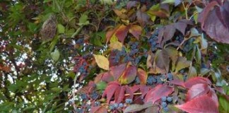 Herbst in Floridsdorf statt Indian Summer