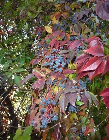 Herbst in Floridsdorf statt Indian Summer