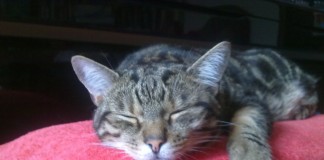 Das Katzenschnurr-gerät. Ein Geschenktipp?