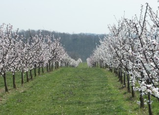 Eine kleine Überlandpartie zur Marillenblüte – ins Weinviertel.