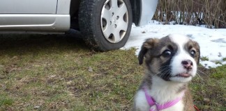 Die Werbung ist auf den Hund gekommen -nicht nur auf den.