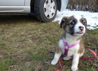 Die Werbung ist auf den Hund gekommen -nicht nur auf den.