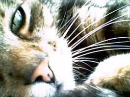 Alltagsgeschichten. Aus dem Leben des Pascha von Ehn zu Böhm.