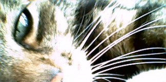 Alltagsgeschichten. Aus dem Leben des Pascha von Ehn zu Böhm.