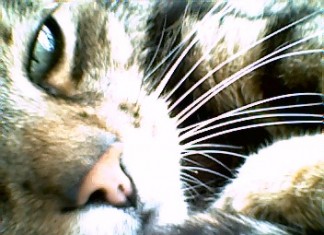 Alltagsgeschichten. Aus dem Leben des Pascha von Ehn zu Böhm.