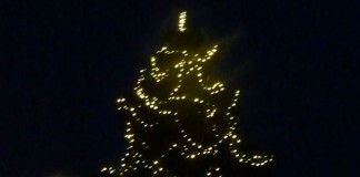 O Marillenbaum, O Marillenpunsch!