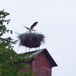 Storch im Burgenland