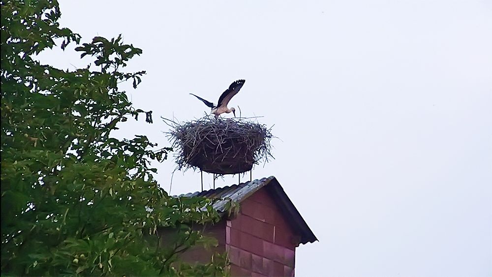 Störche im Horst - (c) stebo