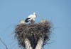 Bringt der Storch die Eier zu Ostern? Störche im Horst - (c) stebo