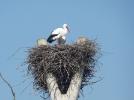 Bringt der Storch die Eier zu Ostern? Störche im Horst - (c) stebo