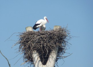 Bringt der Storch die Eier zu Ostern? Störche im Horst - (c) stebo