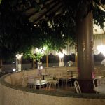 Cafe-Restaurant-Cobenzl-Ficus-Manege-4